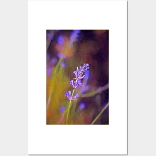 Lavender 9 Posters and Art